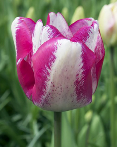 Tulipán triumph Mata Hari 11/12, 100 kusov  